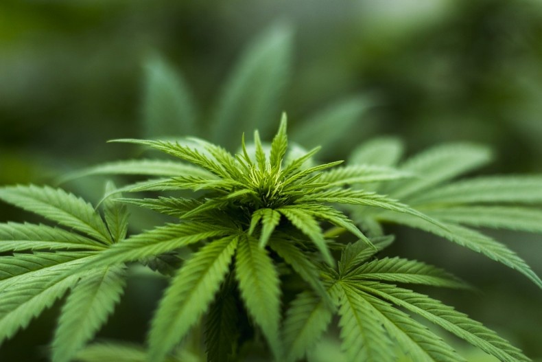 Import av cannabisolje som medisin